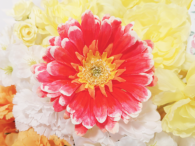 楽屋花アレンジ／グラデガーベラ／Yatsugi Flower Dye Lab（八ツ木フラワーダイラボ）